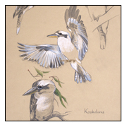 Kolibri - "Kookaburra"